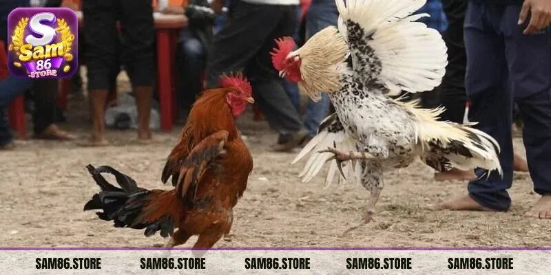 Gà tre Mỹ có sức khỏe tốt và ít mắc bệnh nên được lựa chọn thi đấu