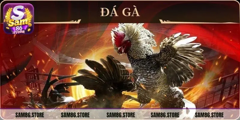 Tham gia những trận đấu gà kịch tính, hấp dẫn tại Sam86 
